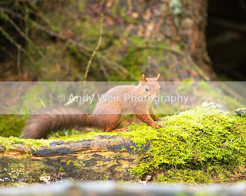 20141010-3K8A6692 - Red Squirrel