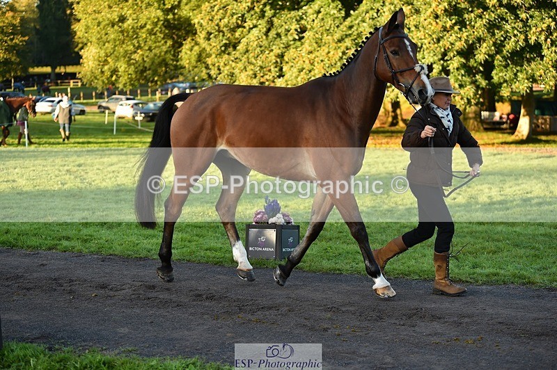 231022-084358-21319 - 637-JOIE.DE.TOURLIDA-Bronia.Hill-TrotUp+SJ