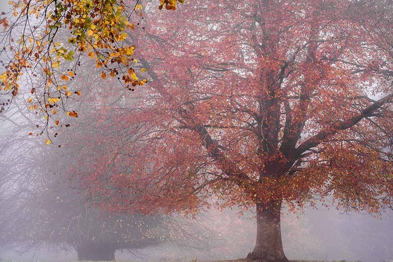 Cashel road Cahir - WOODLAND AND PARKS (NEW WORK)