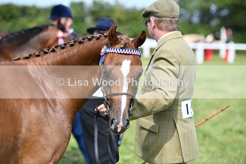 DSC_8323 - Class 68: Part Bred In Hand M & M
