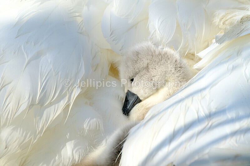  - Wildlife and Nature