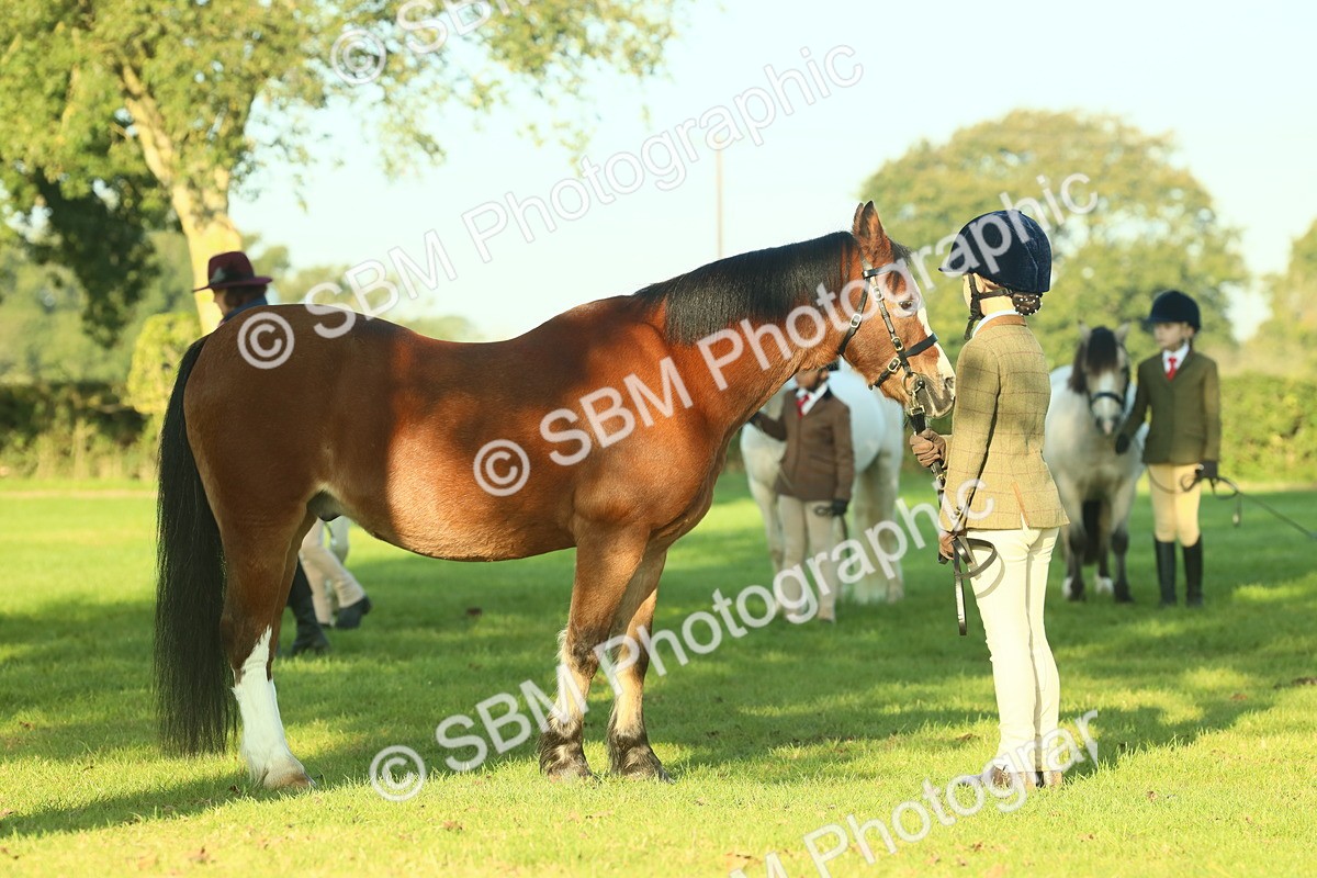 SBM_57441 - S37 - Starters In Hand Showing