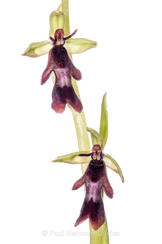  - WB: Orchids - Ophrys
