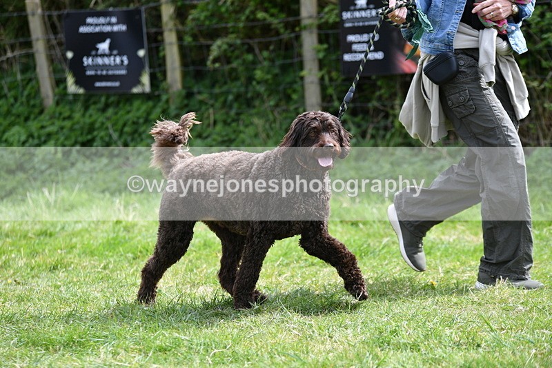 WJ5_9603 - Class 3 Most Handsome Dog