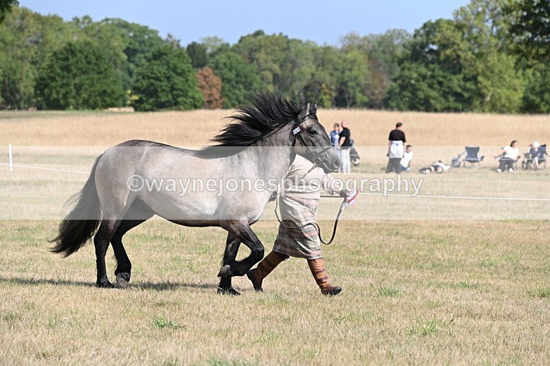 WJ6_4149 - Class 15 Youngstock