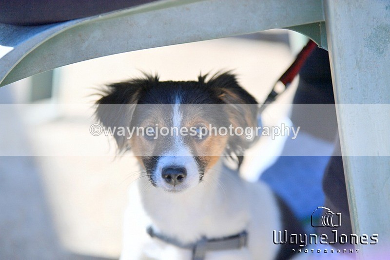 WJ5_1556 - Kelly Harris - Franklin balls, training at Tanners 05-04-25