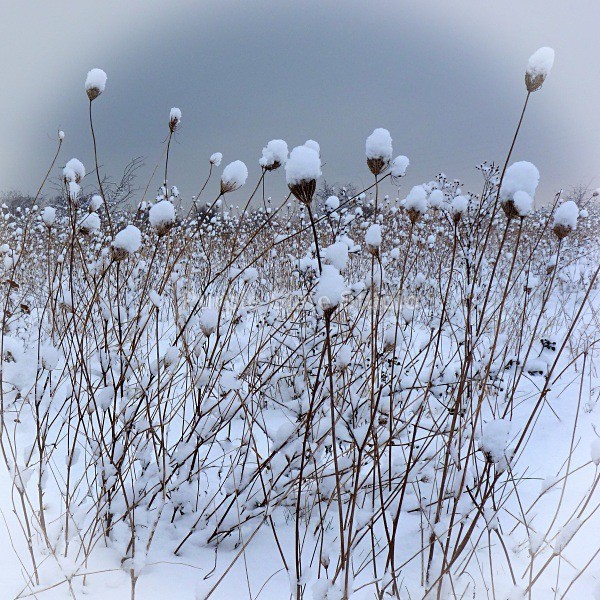 Snow Flowers - Flora and Fauna