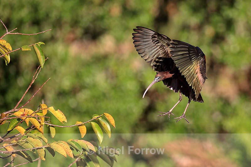 Glossy Ibis landing wings forward, Wakodahatchee Wetlands, Florida - Glossy Ibis