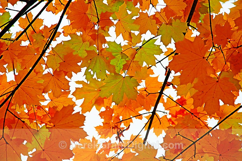 New Brunswick Canada fall Foliage - Autumn Foliage