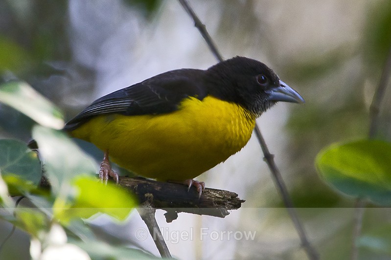 Forest (Dark-backed) Weaver - Forest (Dark-backed) Weaver