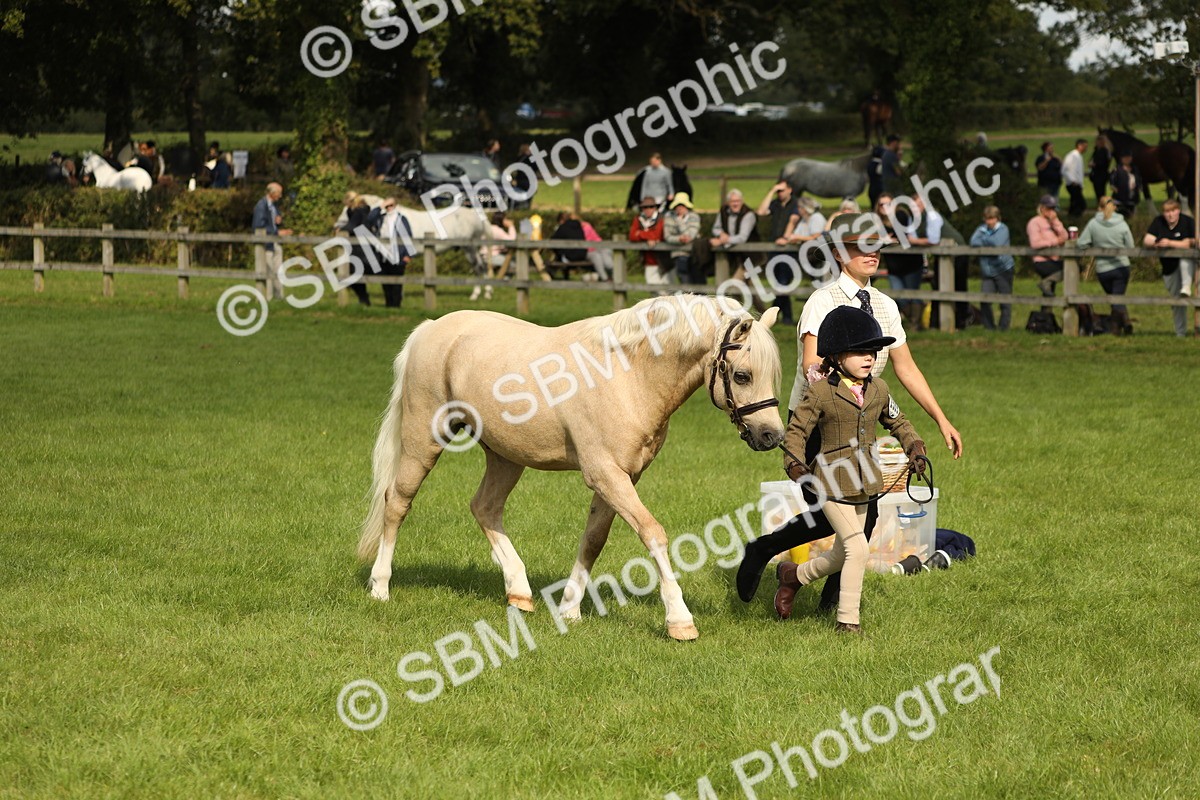 SBM_62774 - S46 - Mountain & Moorland In Hand Small Breeds