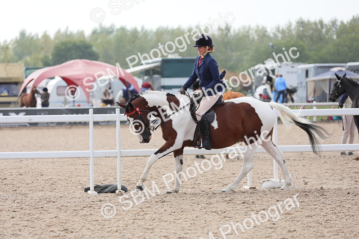 SBM_13456 - Class 308 Ridden Coloured Horse