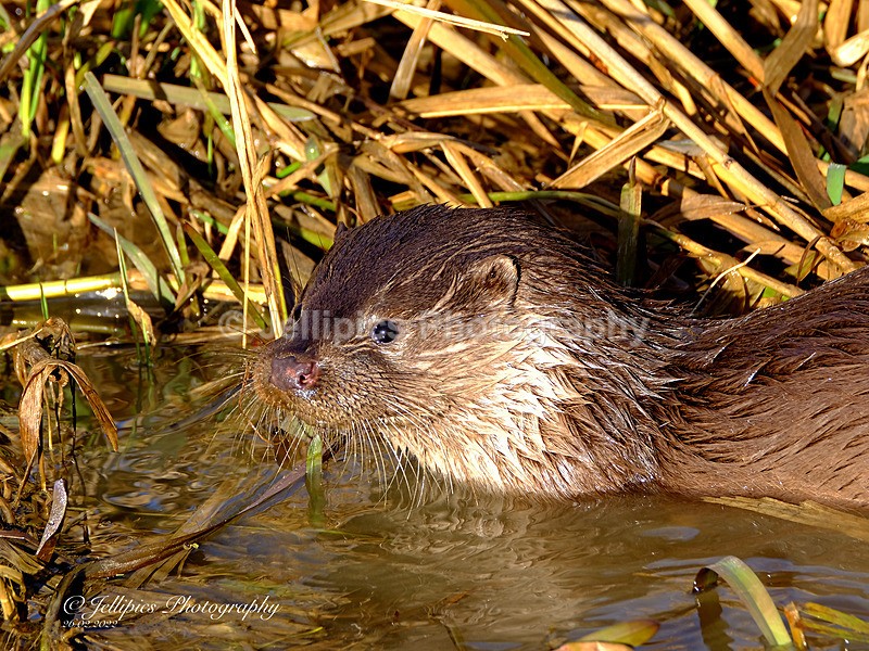  - Wildlife and Nature