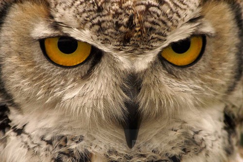 Inca - Close Up - Animals/ Wildlife