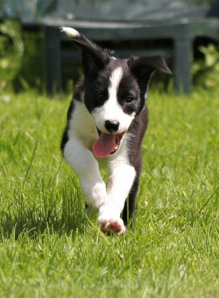 18 Nine weeks old - SASHA