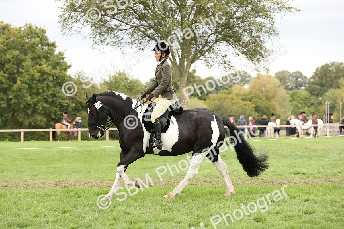SBM_67272 - S67 - Piebald & Skewbald Horse Ridden