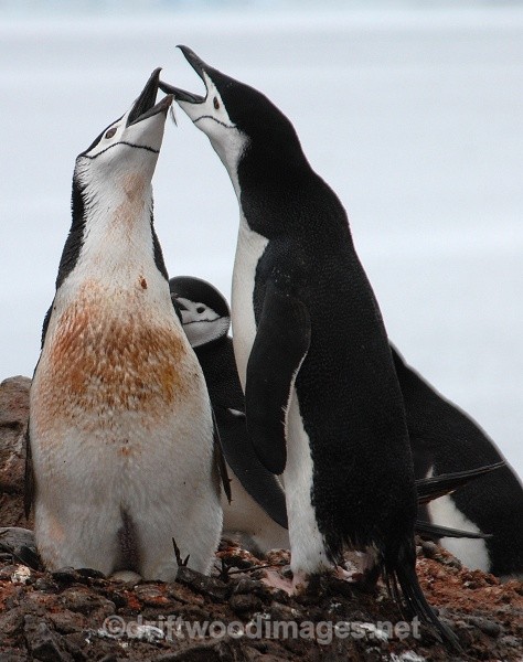 Pair of Chinstraps, Half Moon Island - Antarctica
