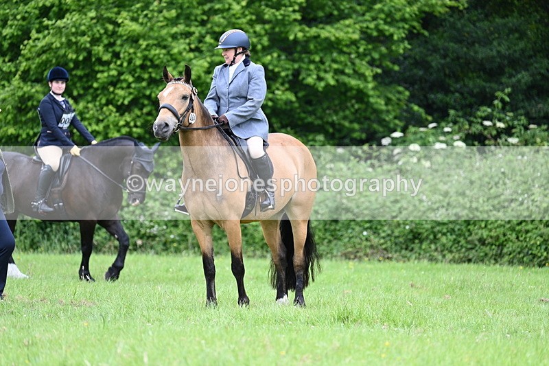 WJ7_3986 - Class 14A Handsome Gelding