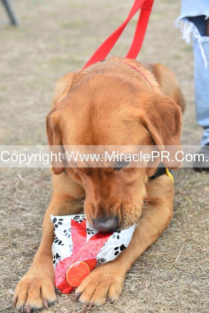 SH4_0157 - Dog show.