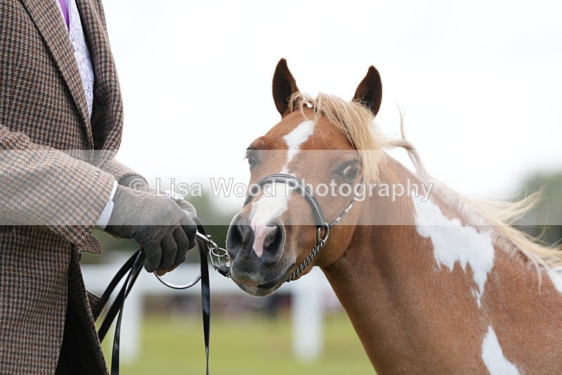 DSC06617 - Class 57: Miniature Horse 4yrs & over