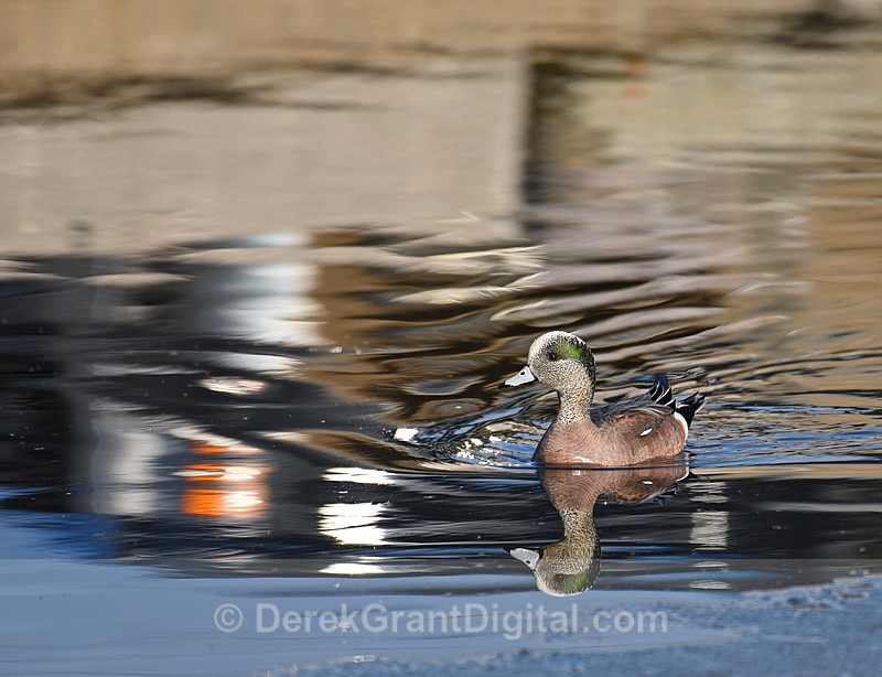 American Wigeon (Anas americana) Male