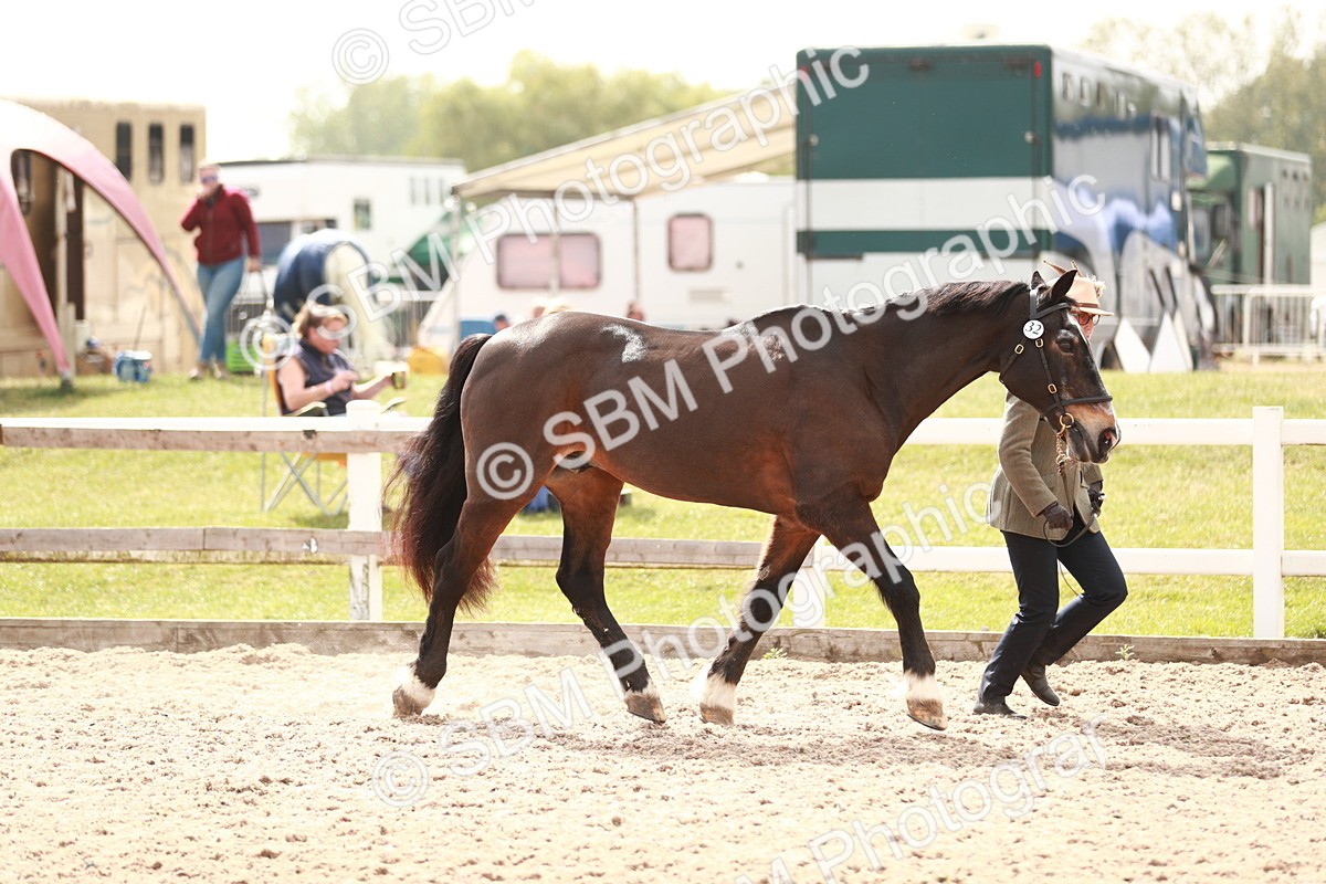 SBM_13204 - Class 208 IH Veteran Horse