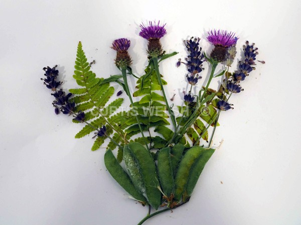 selected151 - EARLSTON FLOWER SHOW. 2025