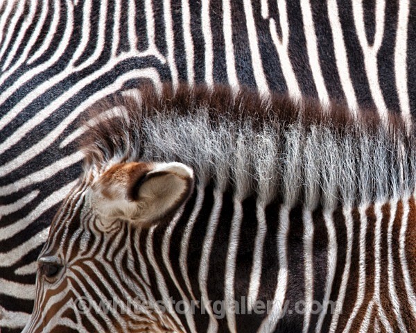 Stripes - Wildlife and Animals