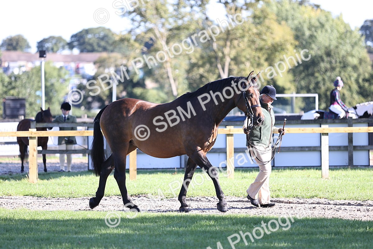 SBM_15683 - S1 - TSR in Hand Horse & Pony Showing
