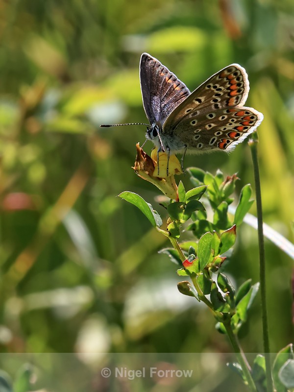 Common Blue (female) backlit, Ardley Wood Quarry, Oxfordshire - INSECTS