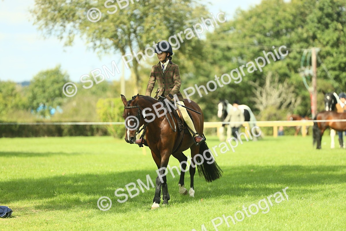 SBM_44602 - S31 - Working Hunter Pony