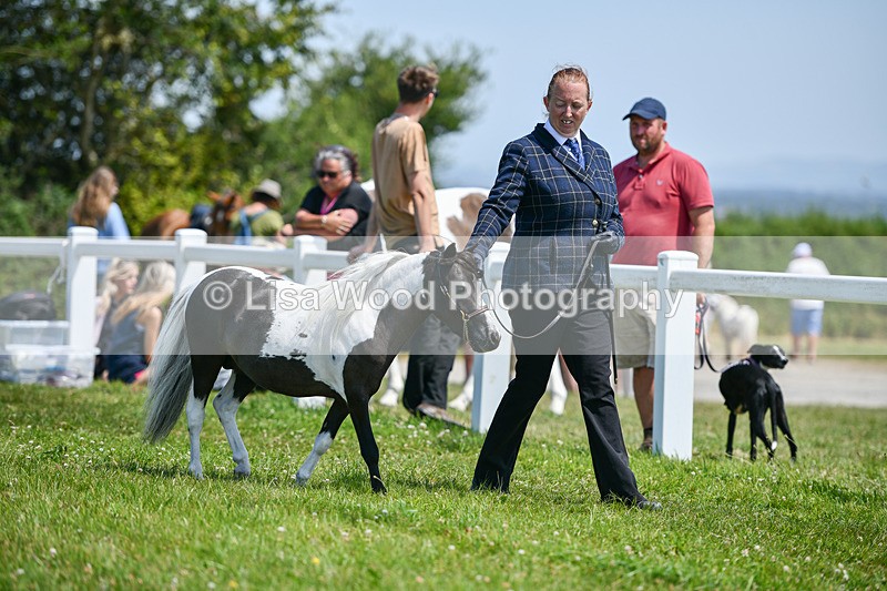 DSC_7243 - Miniature Horse Championship