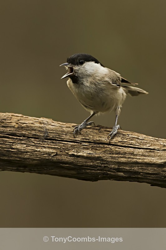 Marsh Tit - Drinking Pool Hides