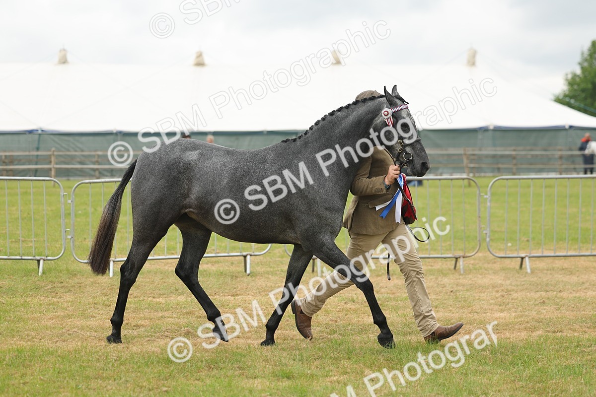 SBM_05606 - Class 68-73 - Riding Pony Breeding