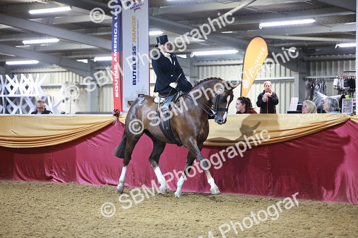 SBM_15019 - Class N - Side Saddle Champ