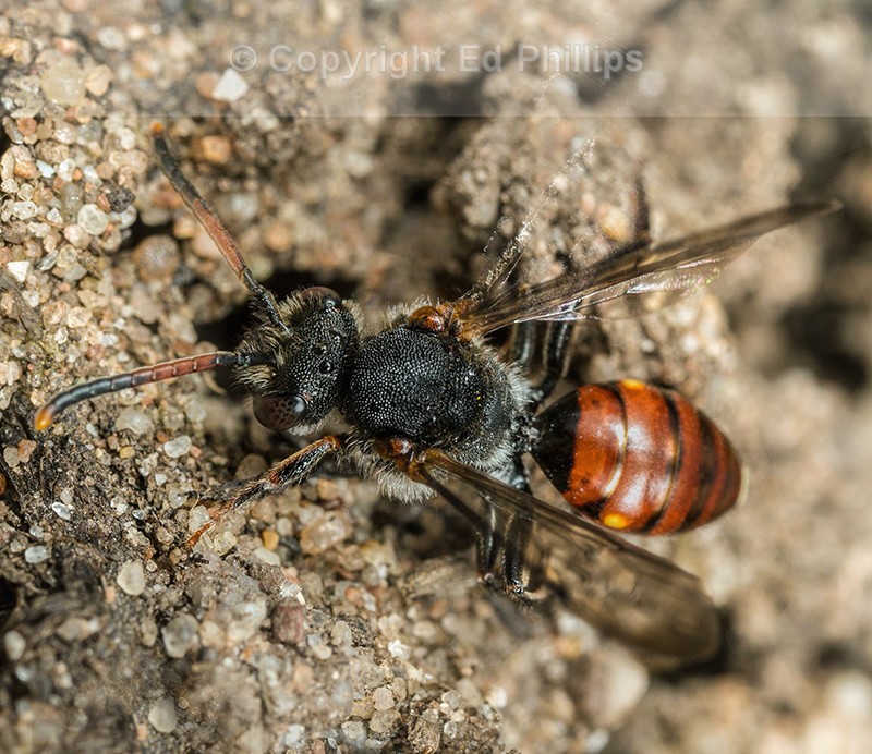 Nomada fabriciana (f)