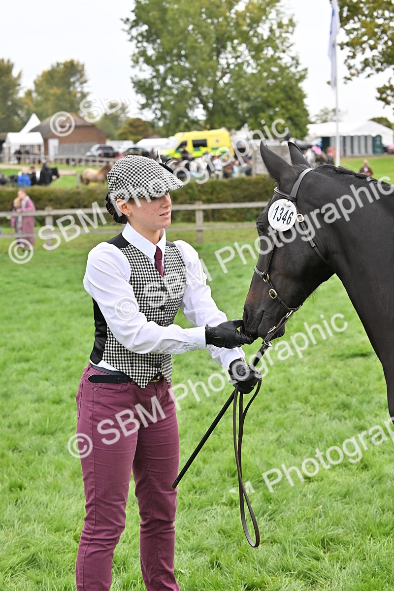 SBM_57567 - S46 - Part Bred Arab & Native Pony In Hand