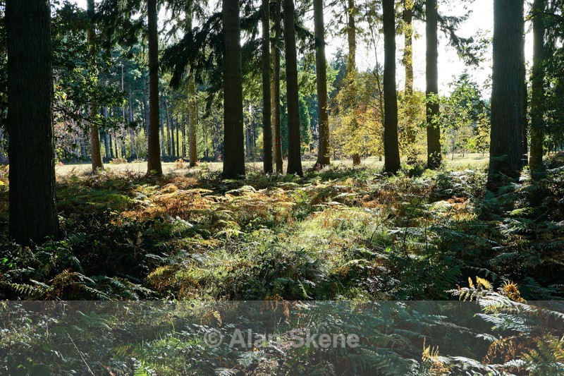 DSC09144 - Autumn