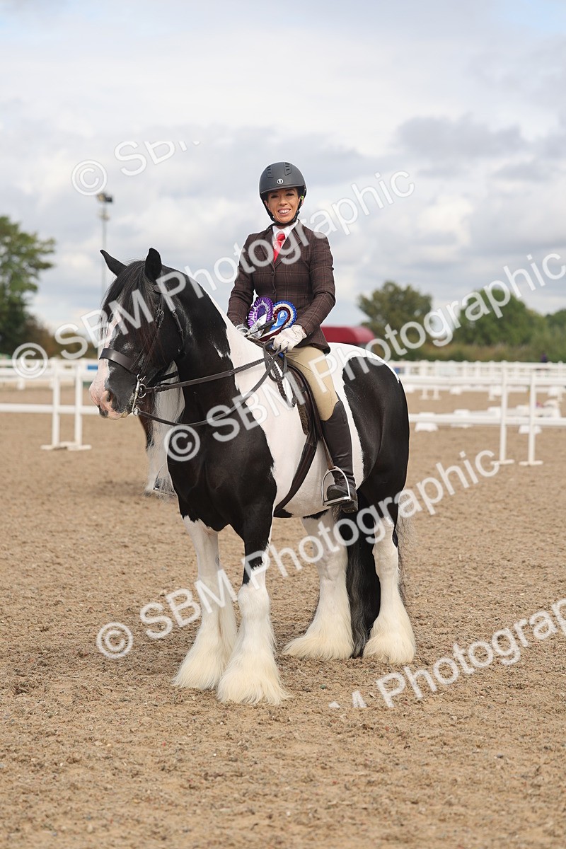 SBM_04496 - Class 18 - Handsomest Gelding (IH or Ridden)