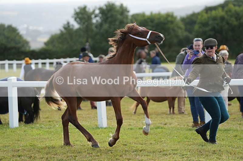 DSC04826 - Class 47: NPS M&M Yearling