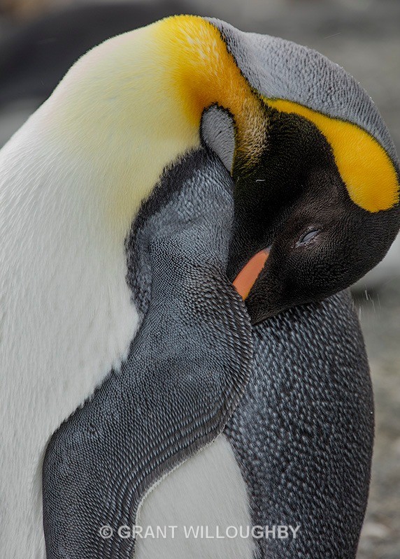 King detail 2 - Antartica