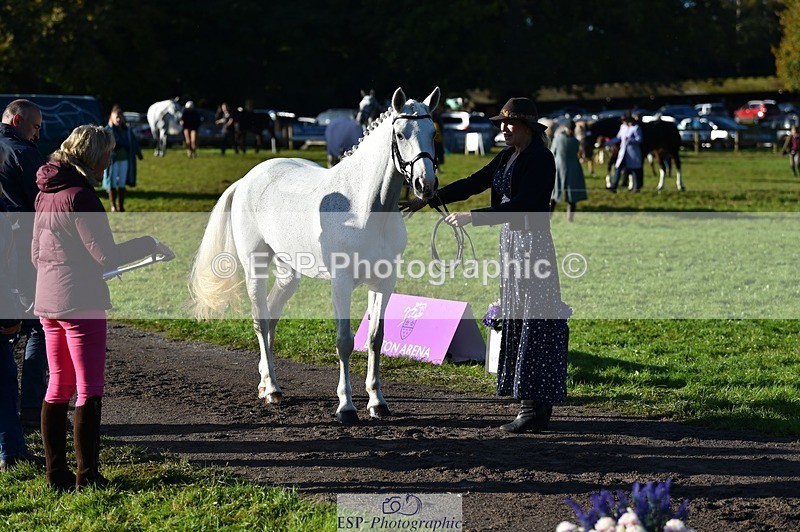 231022-095906-22159 - 403-KILLEA.LARK.GIRL-Joanna.Jones-TrotUp+SJ