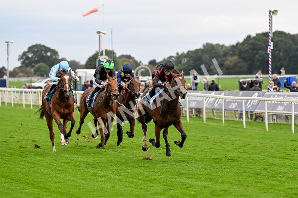 101025-Race 4-Thaluna-0306 - Race 4 William Hill Best Odds Guaranteed EBF Novice Stakes at York