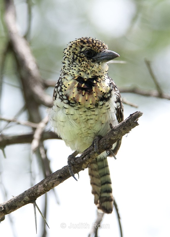 d'Arnaud's Barbet - Tanzania Birds and Mammals