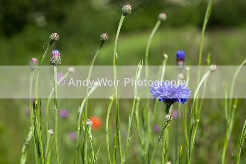 20110611-IMG_4546 - Woolston Eyes Nature Reserve