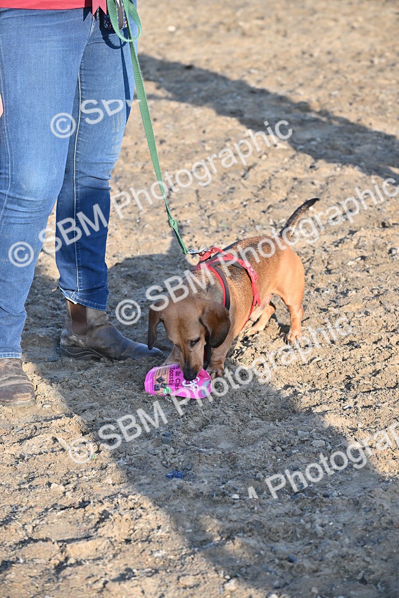 SBM_09415 - Lorry Dogs