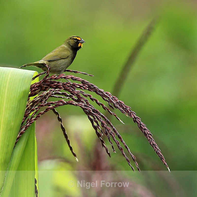 Yellow-faced Grassquit (male), Panama - Yellow-faced Grassquit
