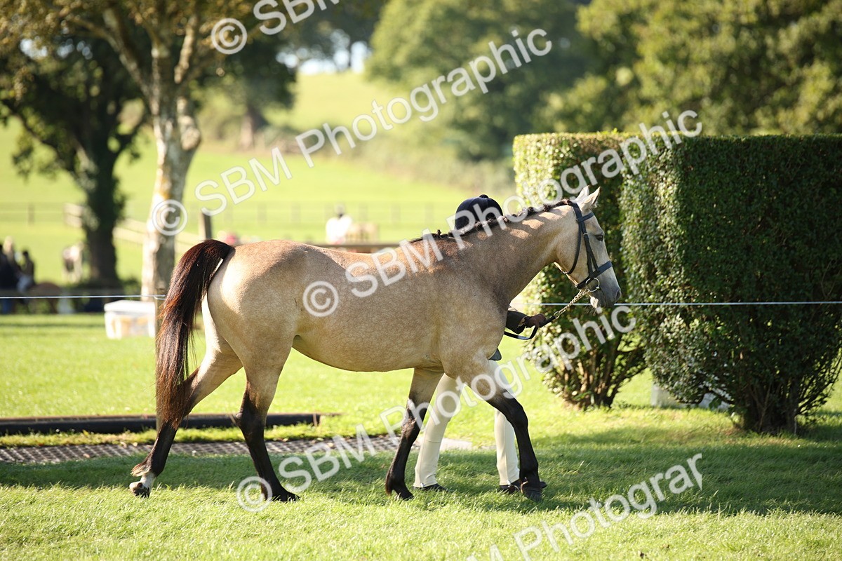 SBM_36537 - S10 - Best In Hand Horse & Pony