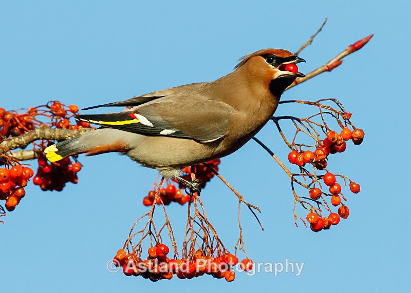 Astland Photography, Bird and Wildlife Images, Susan and Peter Wilson, U.K.