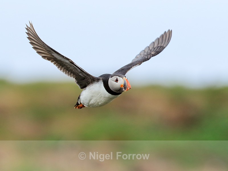 Puffin outward bound from burrow, Farne Islands - Puffin